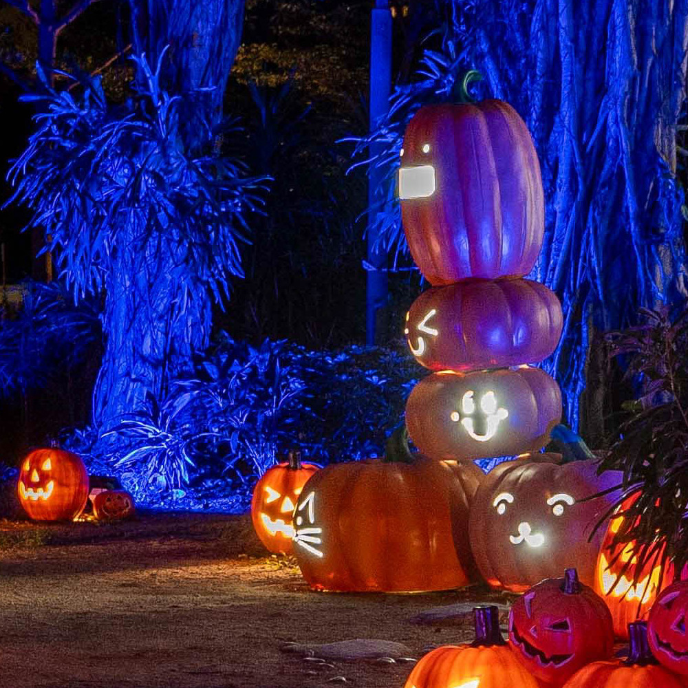 Spooky Pumpkin Forest Photo Spots (6).jpg